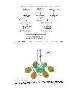 Bhagavan Medical Biochemistry 2001, page 1052